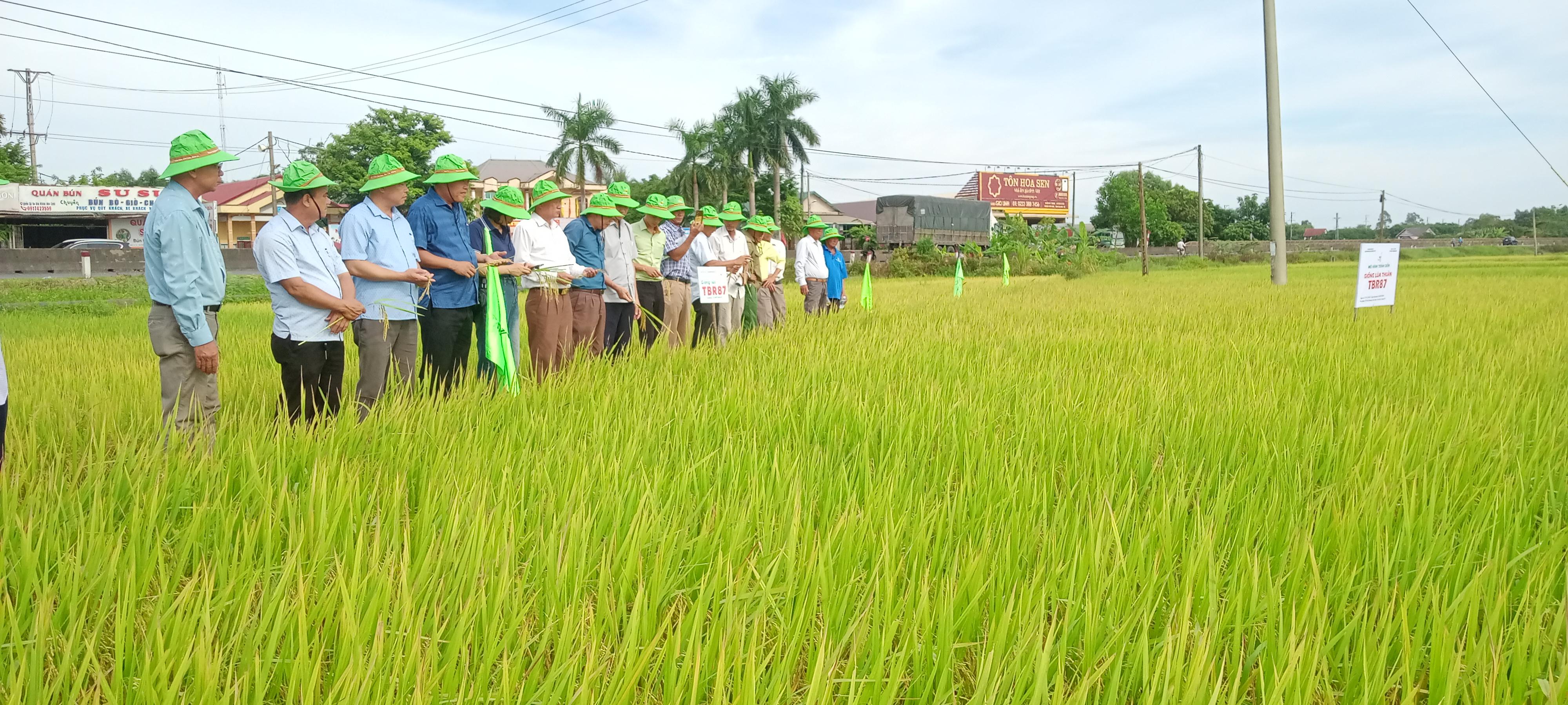 Hội nghị đầu bờ mô hình trình diễn giống lúa TBR 87